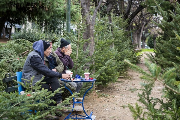 Έφτασαν στην Αθήνα οι «εργάτες» των χριστουγεννιάτικων δέντρων
