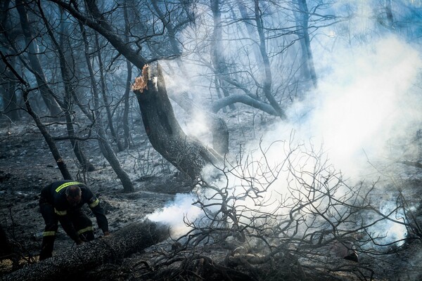 Εύβοια: Εικόνες απόλυτης καταστροφής στο δάσος μετά τη φωτιά