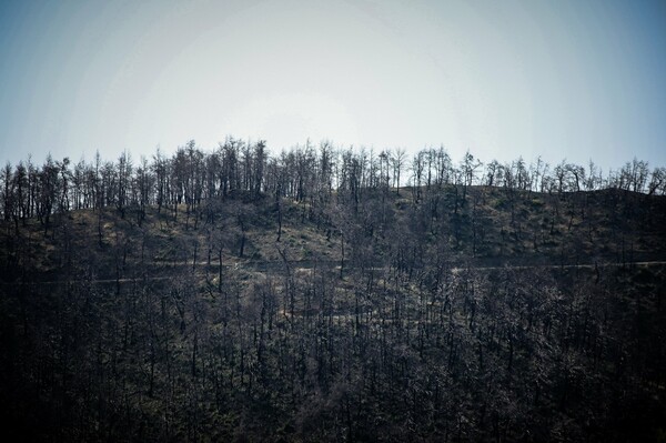 Εύβοια: Εικόνες απόλυτης καταστροφής στο δάσος μετά τη φωτιά