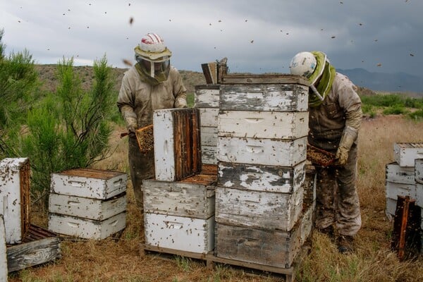 «Σα να στέλνουμε τις μέλισσες σε πόλεμο»: Η θανάσιμη αλήθεια πίσω από το γάλα αμυγδάλου