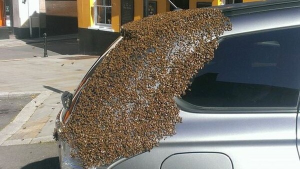 Χιλιάδες μέλισσες "κόλλησαν" πάνω σε αμάξι μέσα στο οποίο είχε παγιδευτεί η βασίλισσά τους