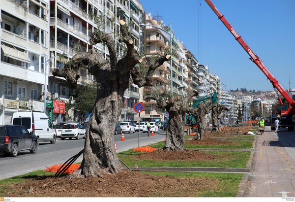 Τριάντα αιωνόβιες ελιές από τη Χαλκιδική «μετακομίσαν» στη Θεσσαλονίκη - ΦΩΤΟΓΡΑΦΙΕΣ