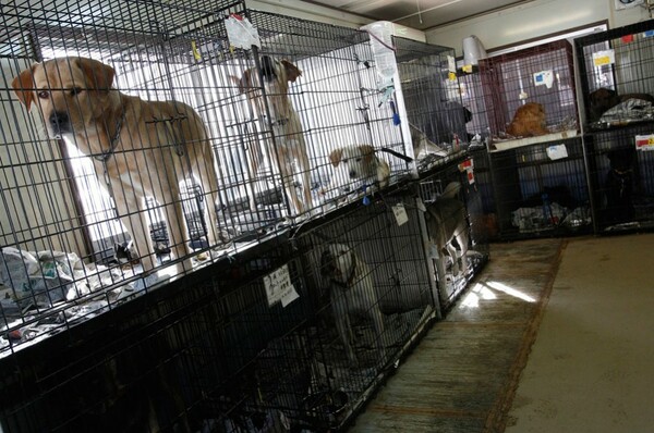 Η διάσωση ζώων στη ραδιενεργή ζώνη της Ιαπωνίας 