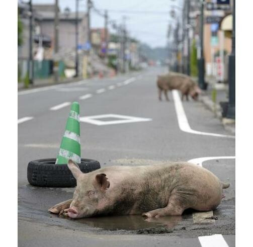 Τα εγκαταλελειμμένα ζώα της Φουκουσίμα