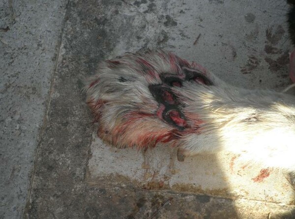 UPDATE για το βασανισμό σκύλου με αυτοκίνητο: Καταδικάστηκε τελικά ο αυτουργός!