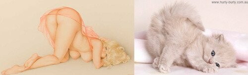 Γάτες που μοιάζουν με κορίτσια pin-up
