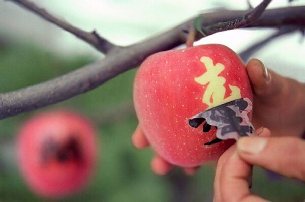ΦΩΤΟΓΡΑΦΙΕΣ: Το πιο εξωφρενικά ακριβό «σαλόνι» φρούτων της Ιαπωνίας