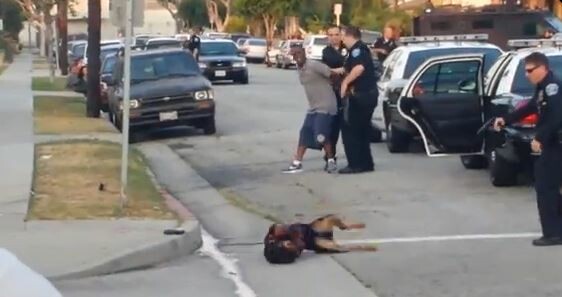 Κάθε 98 λεπτά ένας αστυνομικός πυροβολεί ένα σκυλί [video]