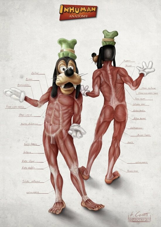 Inhuman Anatomy: H κάπως ανατριχιαστική ανατομία των ηρώων της Disney.