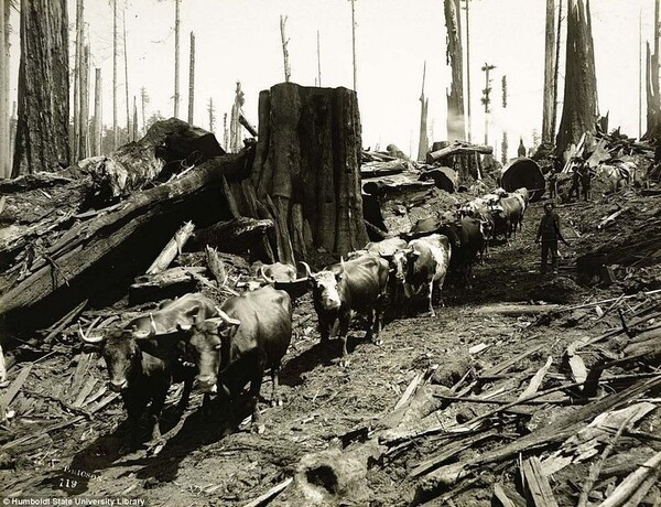 1915: Οι πρώτοι ξυλοκόποι στην Καλιφόρνια