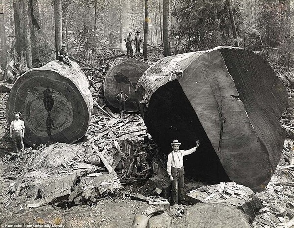 1915: Οι πρώτοι ξυλοκόποι στην Καλιφόρνια