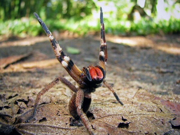 Phoneutria nigriventer, "Βιάγκρα" από δηλητήριο αράχνης.