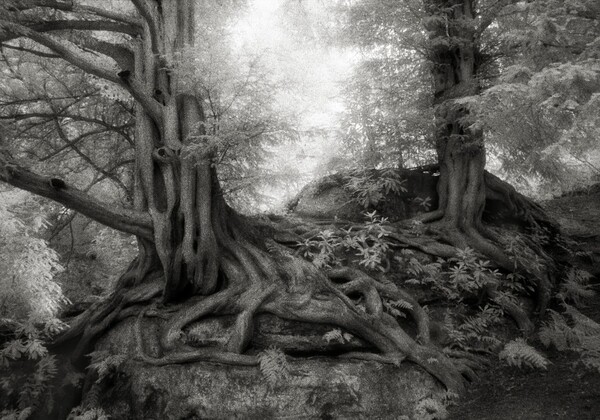 20 φωτογραφίες από τα αρχαιότερα δέντρα του κόσμου