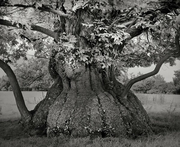 20 φωτογραφίες από τα αρχαιότερα δέντρα του κόσμου