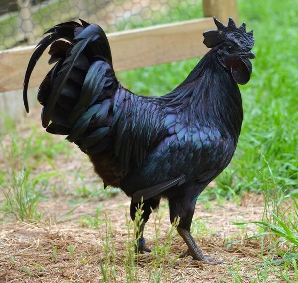 Tα μαύρα κοτόπουλα υπάρχουν και είναι πανάκριβα