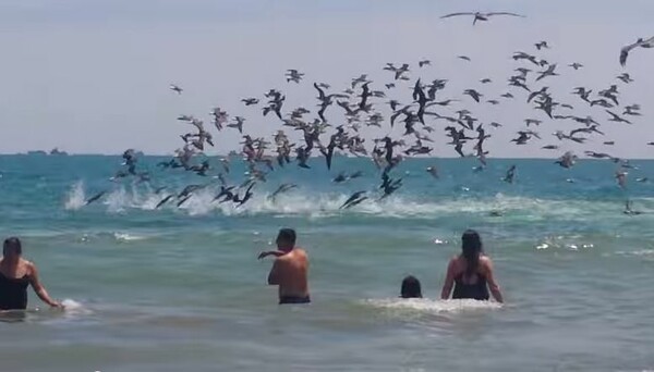 Απίθανο βίντεο με εκατοντάδες πελεκάνους να κυνηγούν σε παραλία γεμάτη λουόμενους