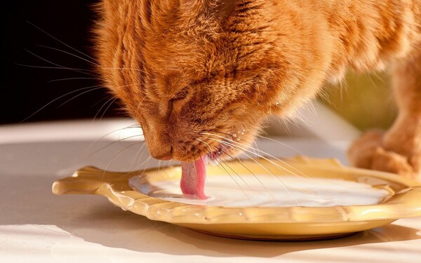 Οι 10 πιο επικίνδυνες ανθρώπινες τροφές για τις γάτες 