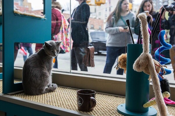 Αυτό είναι το πρώτο καφέ με γάτες στις ΗΠΑ!