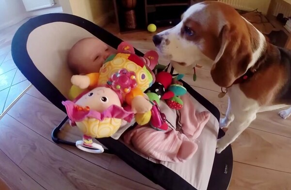 Αυτός ο σκυλάκος έκλεψε το παιχίδι του μωρού και τώρα ζητάει συγνώμη