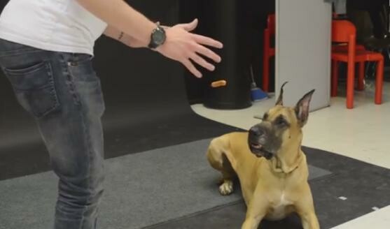 Oι απίθανες αντιδράσεις των σκύλων όταν βλέπουν το "μαγικό" λουκάνικο