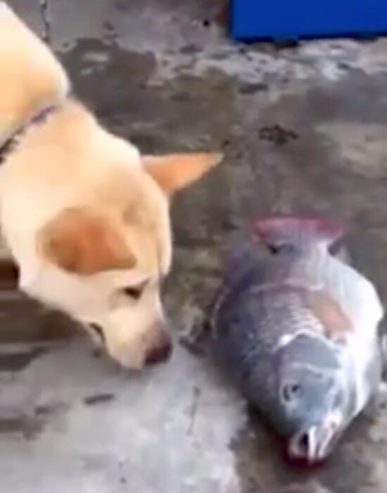 Ένας σκύλος που προσπαθεί να σώσει ψάρια;