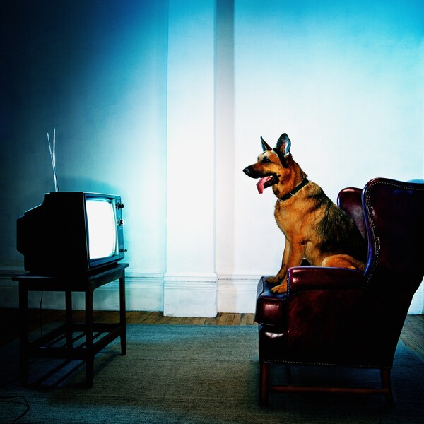 Κι όμως υπάρχει: Dog TV