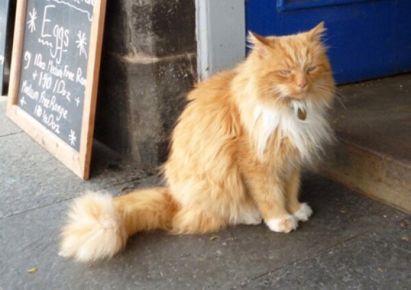 Ένα χωριό της Σκωτίας θρηνεί το χαμό του πιο αγαπημένου του γάτου