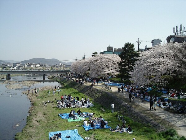 Hanami: η αποθέωση της Άνοιξης