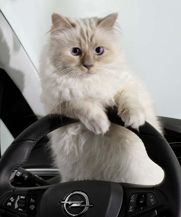 To νέο πρόσωπο της Opel είναι η γάτα του Karl Lagerfeld