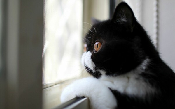 30 γάτες που περιμένουν μελαγχολικές τα αφεντικά τους να γυρίσουν