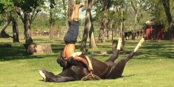 Αυτό το άλογο κάνει γιόγκα [video]