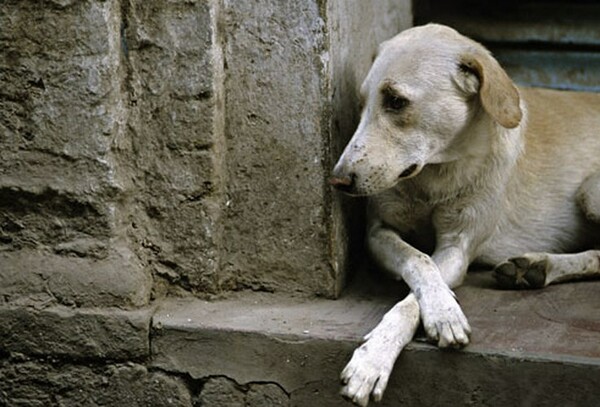 Ένας φόρος τιμής στους εγκαταλελειμμένους σκύλους της Ελλάδας