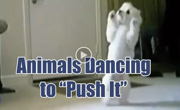 Όταν τα ζώα χορεύουν