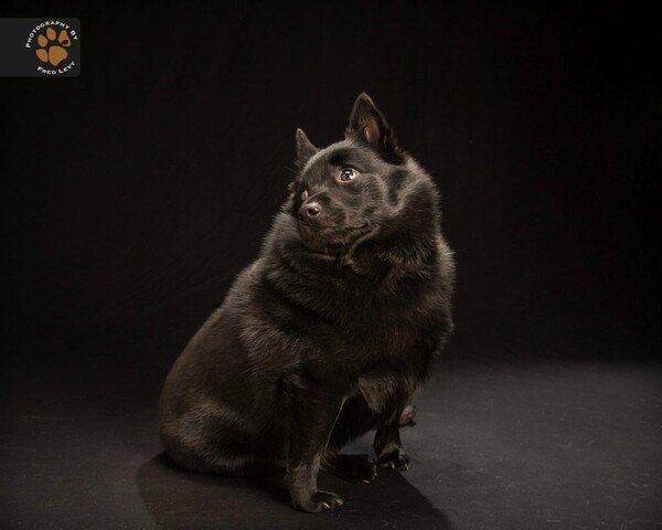 The Black Dog Project: 10 πανέμορφοι μαύροι σκύλοι
