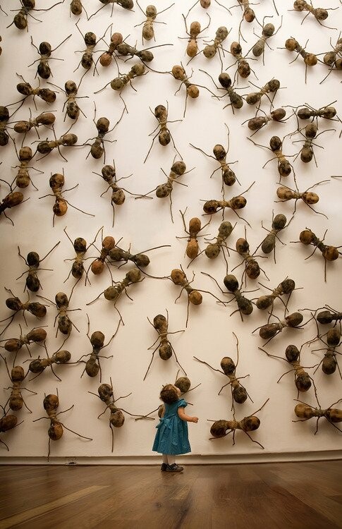 Τα δημόσια κτίρια της Κολομβίας γέμισαν μυρμήγκια!