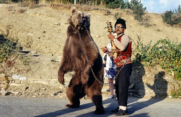Η τελευταία αρκούδα "χορεύτρια" της Αθήνας