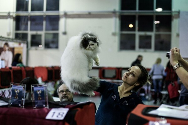 Απλά υπέροχες γάτες στην Διεθνή Έκθεση της Αθήνας
