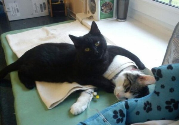 Ο γάτος που γλίτωσε από το θάνατο και έγινε νοσοκόμος