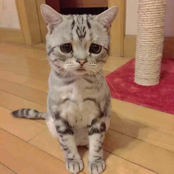 Η πιο λυπημένη γάτα στο internet;
