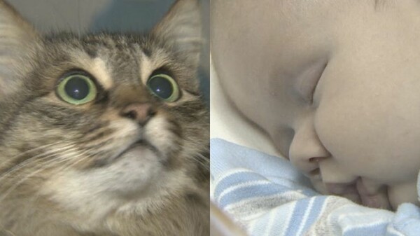 Γάτα έσωσε μωρό στη Ρωσία!