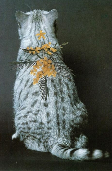 Οι υπέροχες γάτες του Stephen Eichhorn