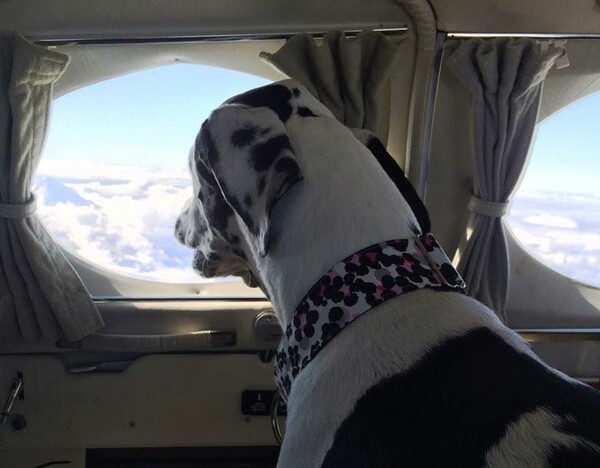 Πιλότοι που σώζουν σκυλιά από την ευθανασία