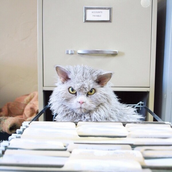 Το νέο internet sensation: Ο Άλμπερτ- μια γάτα με μπούκλες και αυστηρότατο βλέμμα!