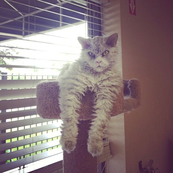 Το νέο internet sensation: Ο Άλμπερτ- μια γάτα με μπούκλες και αυστηρότατο βλέμμα!