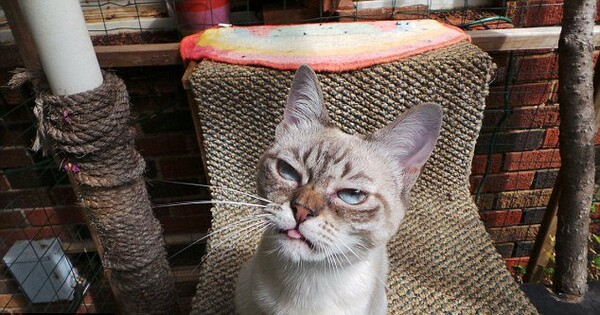 Ποια Grumpy Cat; Κάντε χώρο για τη Sauerkraut!