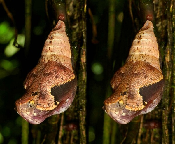 Η απίστευτη μεταμόρφωση μιας πεταλούδας που μιμείται το κεφάλι οχιάς