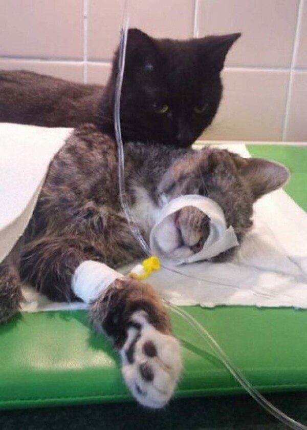 Ο γάτος που γλίτωσε από το θάνατο και έγινε νοσοκόμος