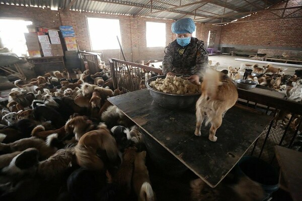 Κάθε μέρα, αυτές οι ηλικιωμένες κυρίες ξυπνούν στις 4 το πρωί για να ταΐσουν 1300 αδέσποτους σκύλους