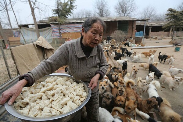 Κάθε μέρα, αυτές οι ηλικιωμένες κυρίες ξυπνούν στις 4 το πρωί για να ταΐσουν 1300 αδέσποτους σκύλους