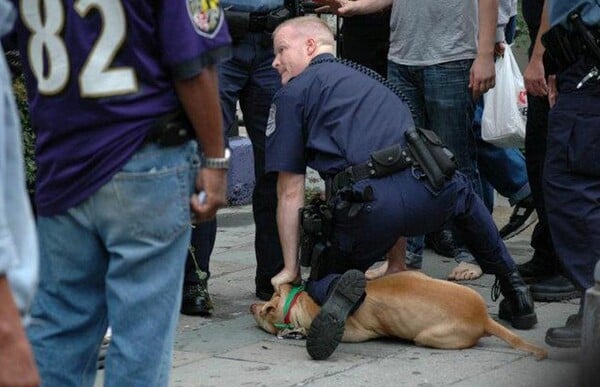 10.000 σκυλιά πεθαίνουν κάθε χρόνο από τα όπλα αστυνομικών